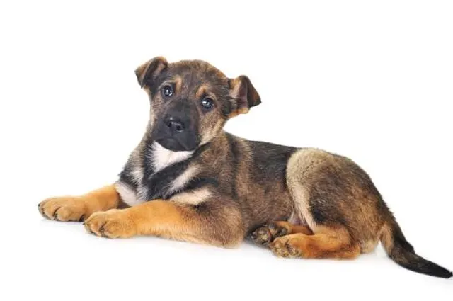 Centrum Neandertalczyka