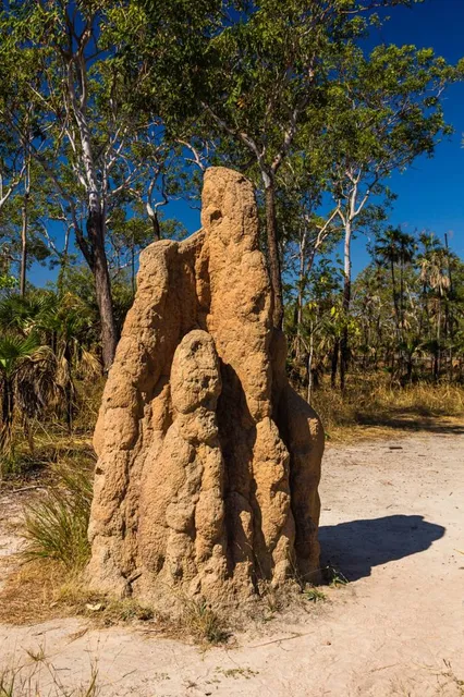 Magnetic Termite Mounds