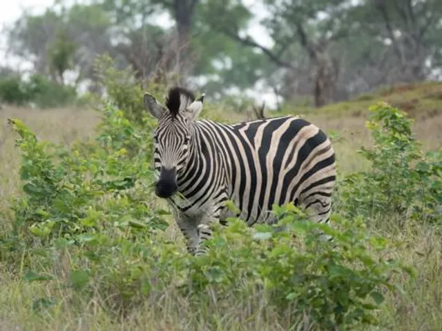 Kanan Pendari Zoological Garden, Bilaspur