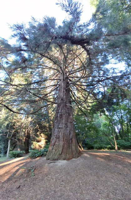 Giant Sequoia
