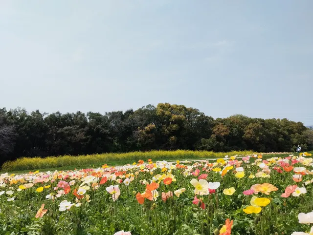 Flower Hill (Hana-no-oka)