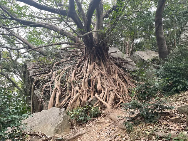 Nishibira Camellia Park