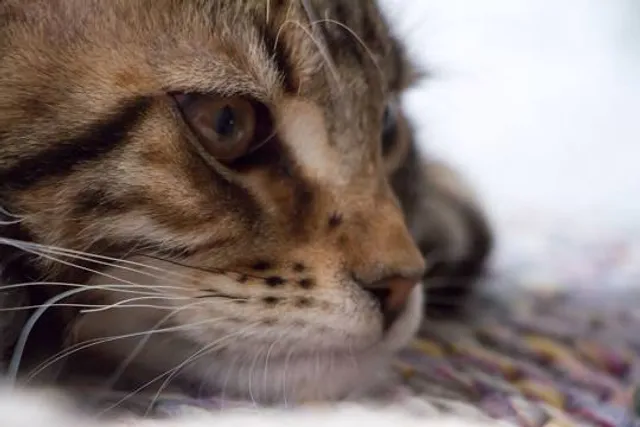 The House of Hermosillo Duendes