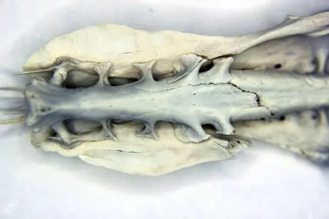 ​Museo di Anatomia Umana Luigi Rolando