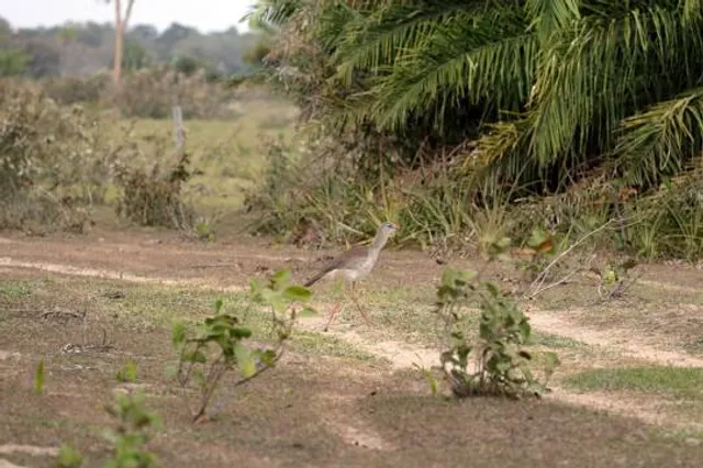 Shenbaga Devi Waterfalls