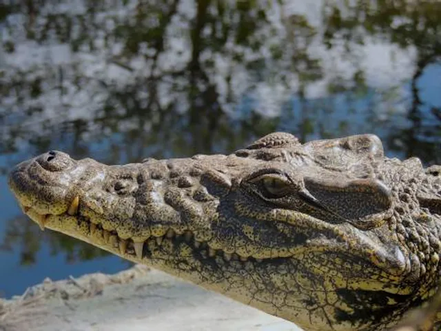 Entrance to Crocodile Farm