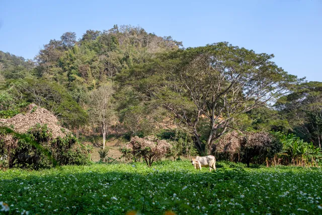 Mae Khanin Tai Coffee