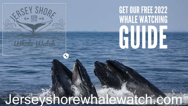 Jersey Shore Whale Watching Tours
