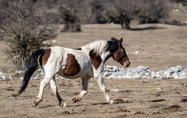 San Polo dei Cavalieri