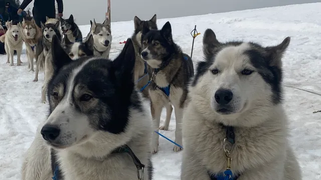Arco Mushing Team - Bertrand Pidoux