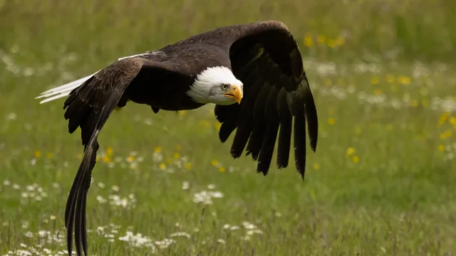 Bornholms Rovfugleshow