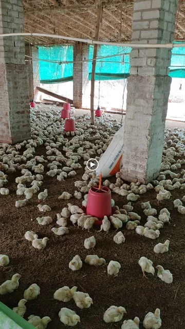 NIZAMUDDIN POULTRY FARM RATANPUR