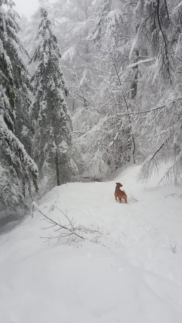 Karabieta gaina (535)