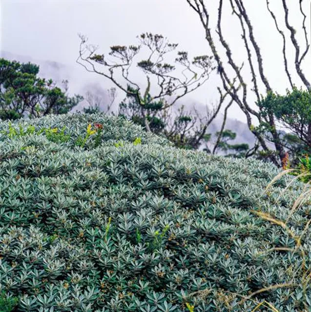 Parque Nacional Guaramacal