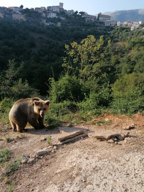 Area Faunistica dell'Orso - Campoli Appennino