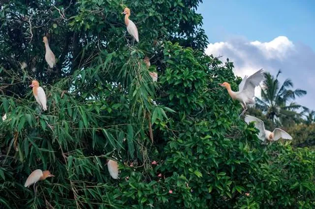 Petulu Heron Bird Colony Watch Point
