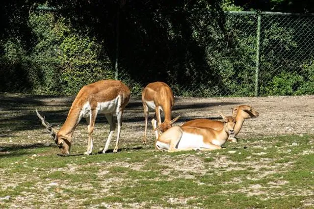 Gulf Breeze Zoo