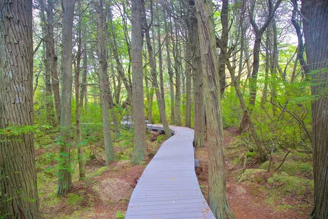 Atlantic White Cedar Swamp Trl