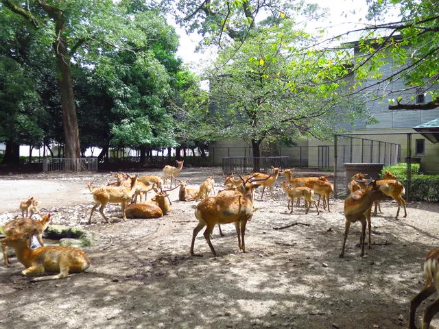 Shinrokuen Deer Garden