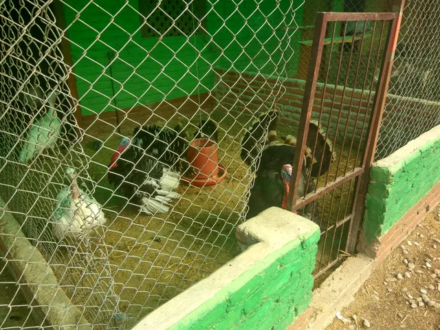 Tiger Lily Petting farm