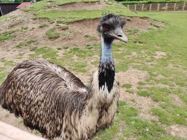 Streichelzoo Hofgut Domäne