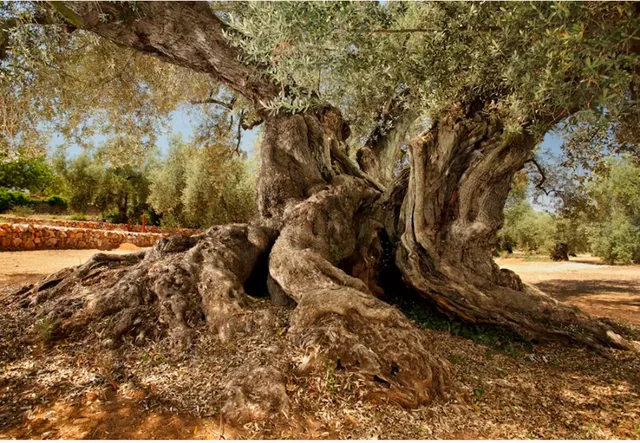 Farga de l’Arión - AD 314