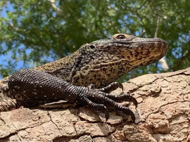 Sne Mountain Reserve