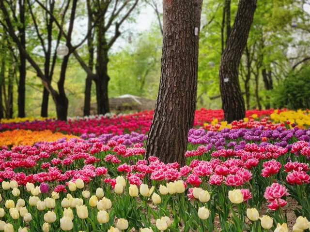 Seoul Forest - Splash Fountain