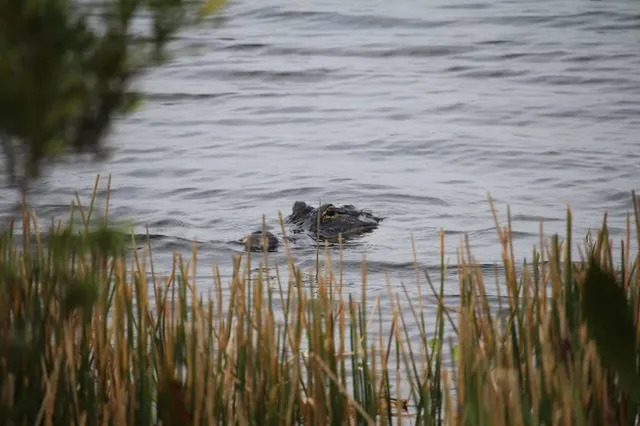 Ritch Grissom Memorial Wetlands