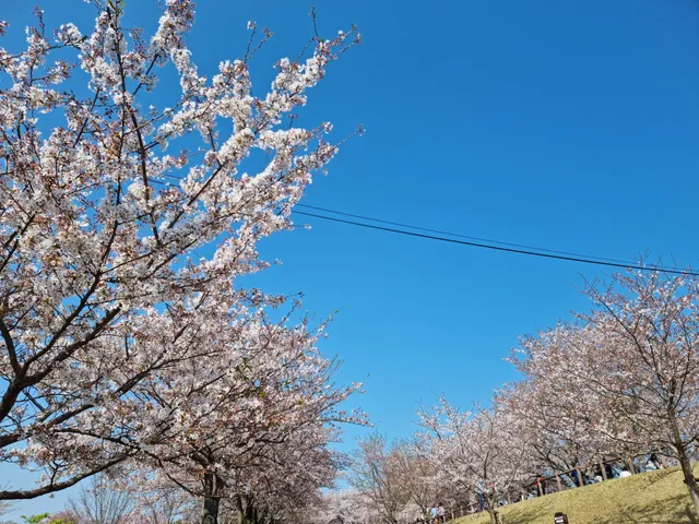 Sakuranoyama Park
