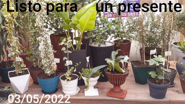 jardin y viveros curico