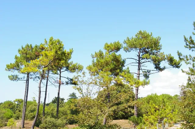 Forêt domaniale des Pays-de-Monts