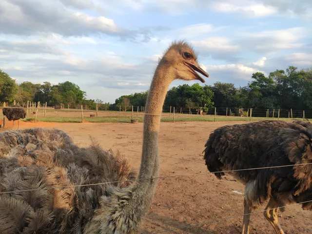 Parque Avestruz - Entrada