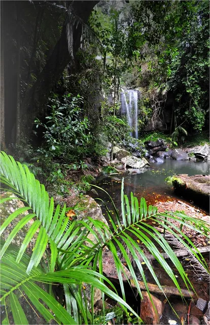 Curtis Falls Walking Track