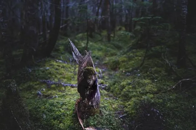 The Gnome Reserve and Wildflower Garden