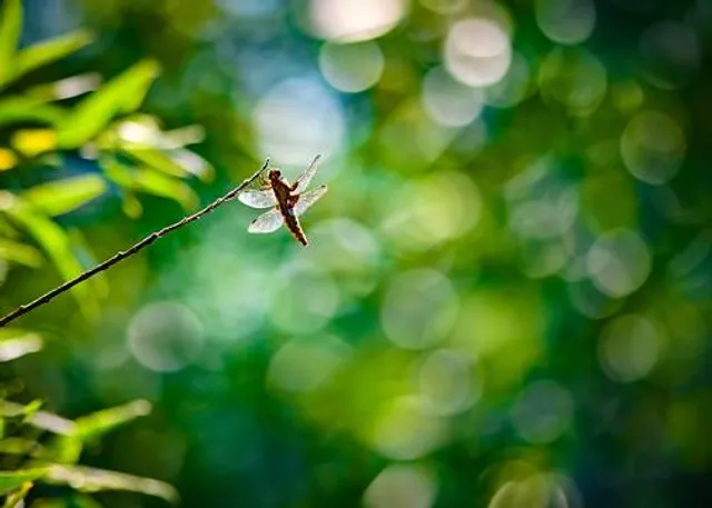 Lorton Meadows Nature Reserve