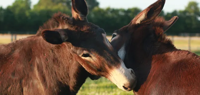 Les Roulottes du Berry