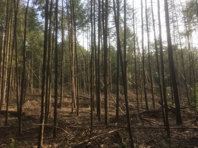 Boswachterij De Vuursche