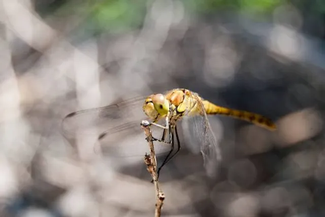 Jovellar Underground River