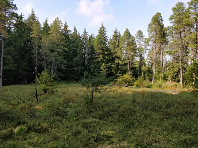 Camosun Bog