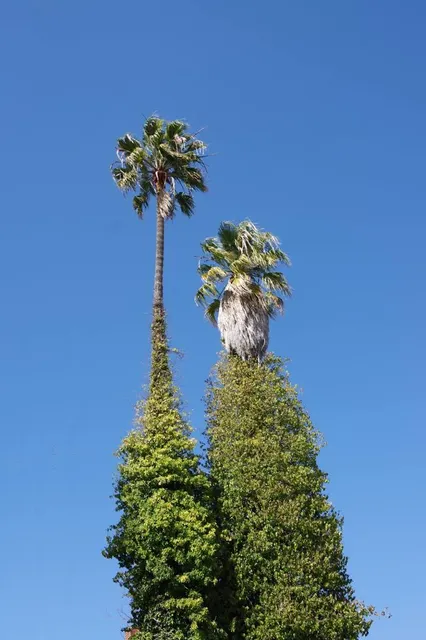 Tequisquiapan Garden