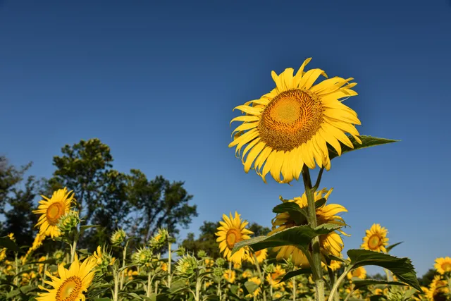 McKee-Beshers Wildlife Management Area