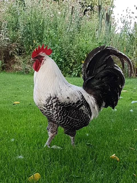 Landschapstuin ’t Struweel