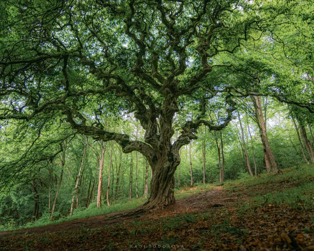 Кичестия габър