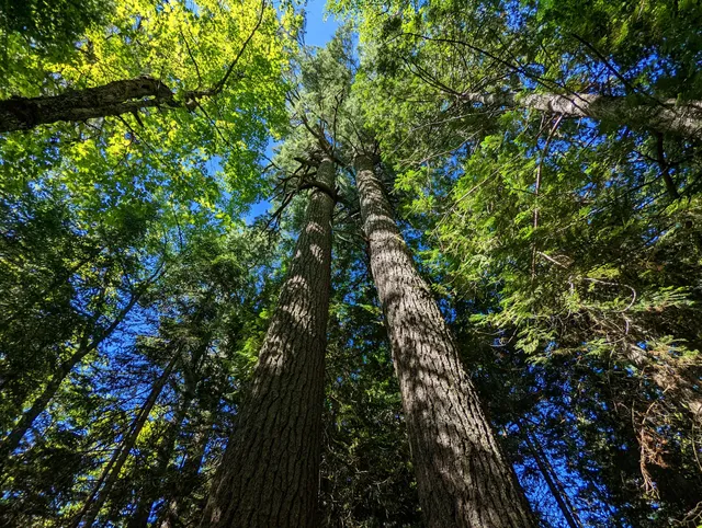 Estivant Pines Wilderness Nature Sanctuary