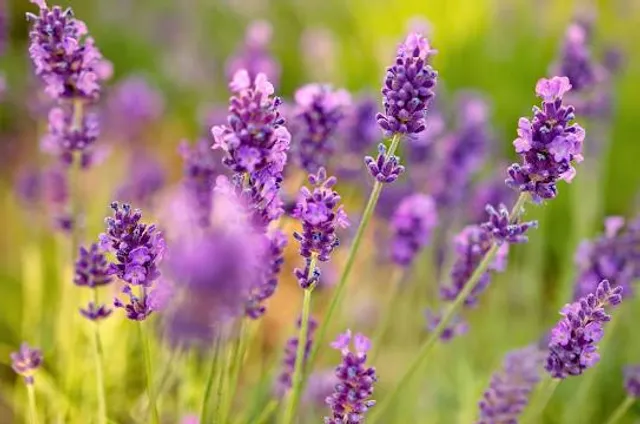 Levendula Kert Zalaegerszeg