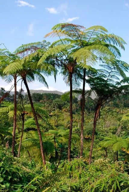 Johnson & Johnson Garden