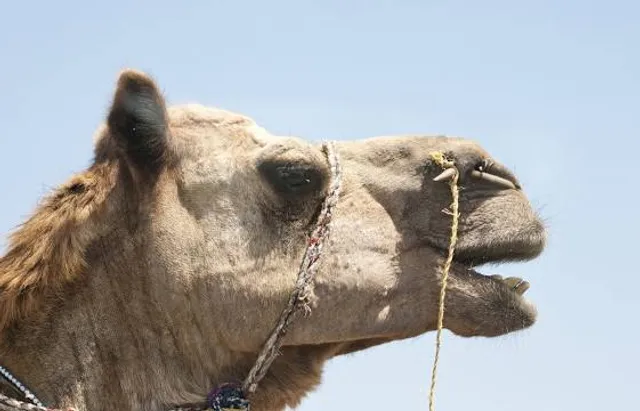 The Mining - Mine Ševčinský