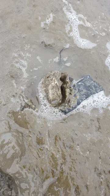 Wattwandern Wattführer Tamme gelbes Schild