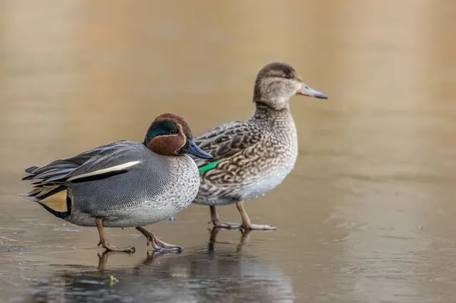Balneario sobre Río Los Reartes
